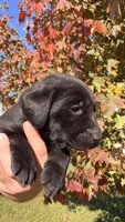 Green, a female Labrador Retriever for sale in Bloomfield, IA – 2 of 8