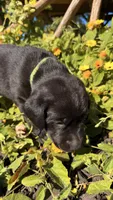 Green, a female Labrador Retriever for sale in Bloomfield, IA – 4 of 8
