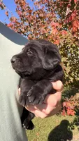 Brown, a male Labrador Retriever for sale in Bloomfield, IA – 3 of 9