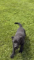 Tank, a male Labrador Retriever for sale in Bloomfield, IA – Photo 7 of 8