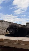 Tank, a male Labrador Retriever for sale in Bloomfield, IA – Photo 5 of 8