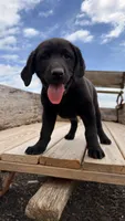 Tank, a male Labrador Retriever for sale in Bloomfield, IA – Photo 2 of 8