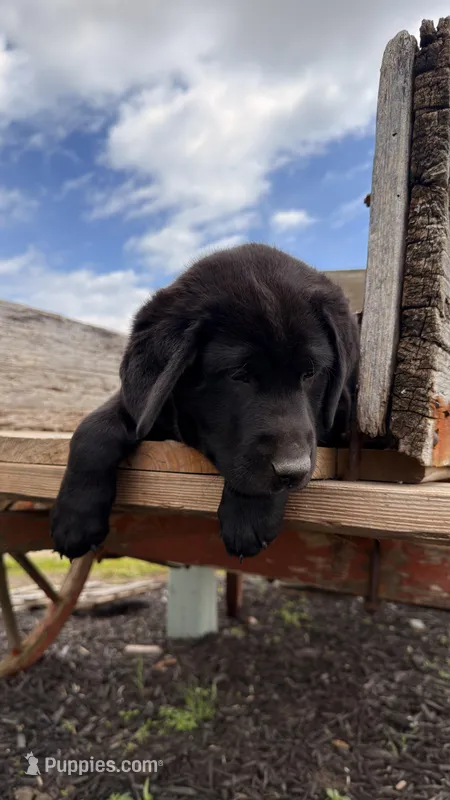 Tank – Labrador Retriever puppy for sale in Bloomfield, IA