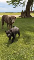Tank, a male Labrador Retriever for sale in Bloomfield, IA – Photo 8 of 8
