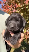 Green, a female Labrador Retriever for sale in Bloomfield, IA – 1 of 8