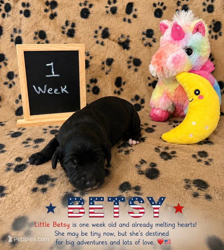 Betsy – Sheepadoodle puppy for sale in Glen Rose, TX