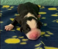Valor, a male Sheepadoodle for sale in Glen Rose, TX – 1 of 1