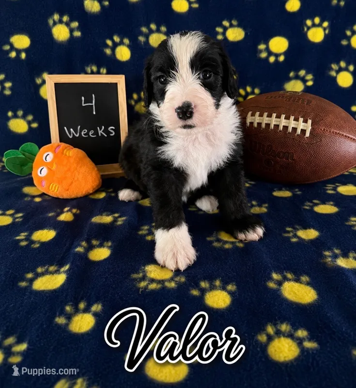 Valor – Sheepadoodle puppy for sale in Glen Rose, TX