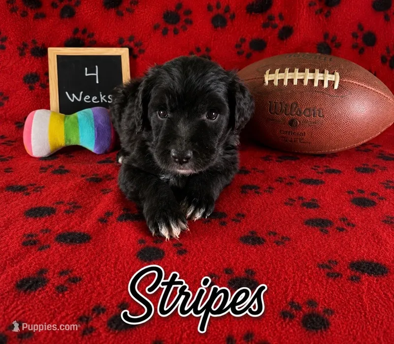 Stripes – Sheepadoodle puppy for sale in Glen Rose, TX