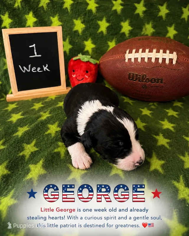 George – Sheepadoodle puppy for sale in Glen Rose, TX