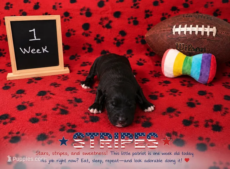 Stripes – Sheepadoodle puppy for sale in Glen Rose, TX