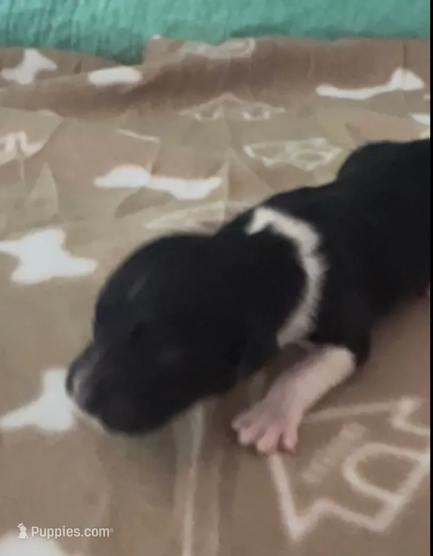 Hope  – Sheepadoodle puppy for sale in Glen Rose, TX
