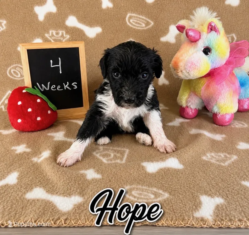 Hope  – Sheepadoodle puppy for sale in Glen Rose, TX
