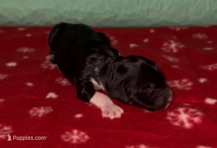 Star – Sheepadoodle puppy for sale in Glen Rose, TX