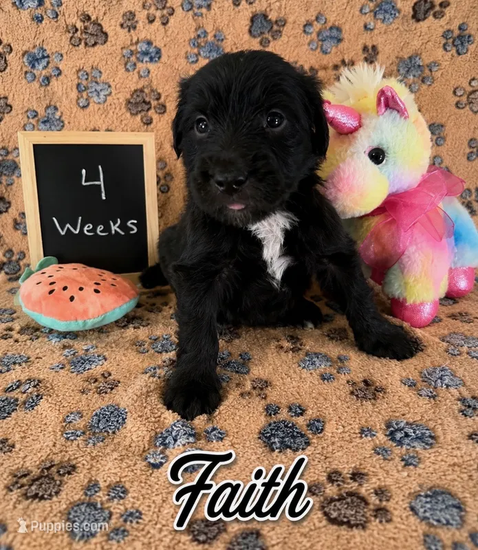 Faith – Sheepadoodle puppy for sale in Glen Rose, TX