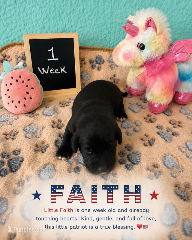 Faith – Sheepadoodle puppy for sale in Glen Rose, TX