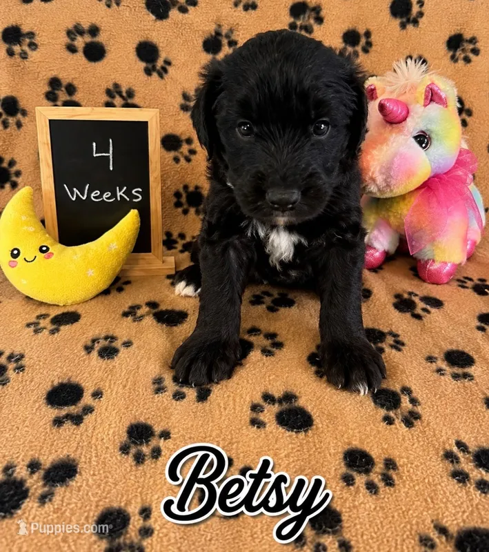 Betsy – Sheepadoodle puppy for sale in Glen Rose, TX