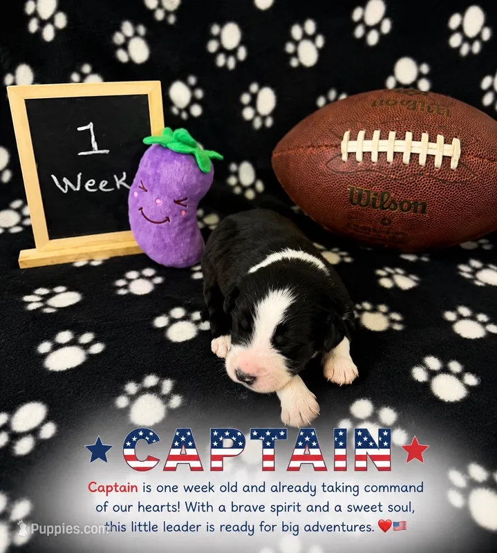 Captain – Sheepadoodle puppy for sale in Glen Rose, TX