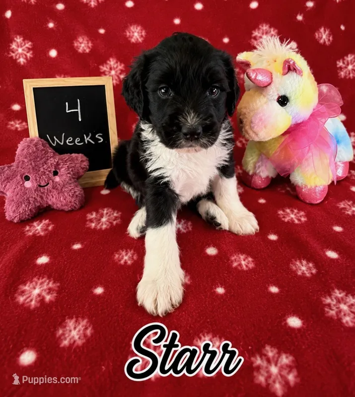 Star – Sheepadoodle puppy for sale in Glen Rose, TX