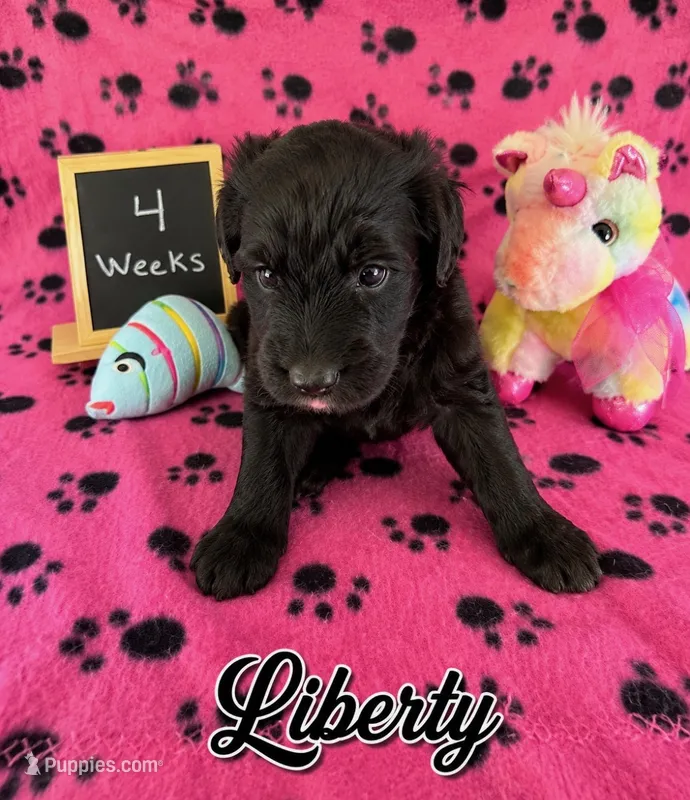 Liberty  – Sheepadoodle puppy for sale in Glen Rose, TX