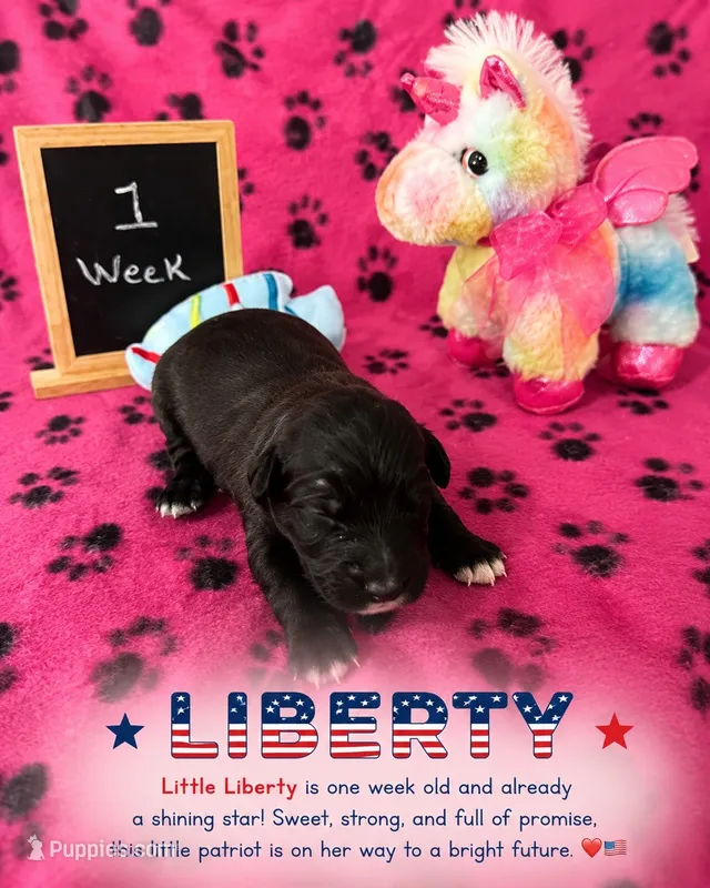 Liberty  – Sheepadoodle puppy for sale in Glen Rose, TX