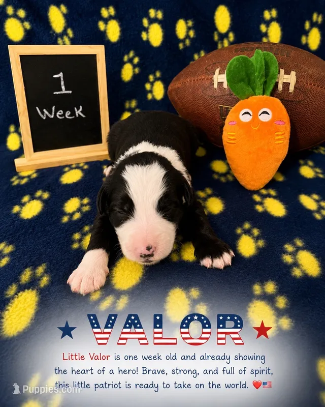 Valor – Sheepadoodle puppy for sale in Glen Rose, TX