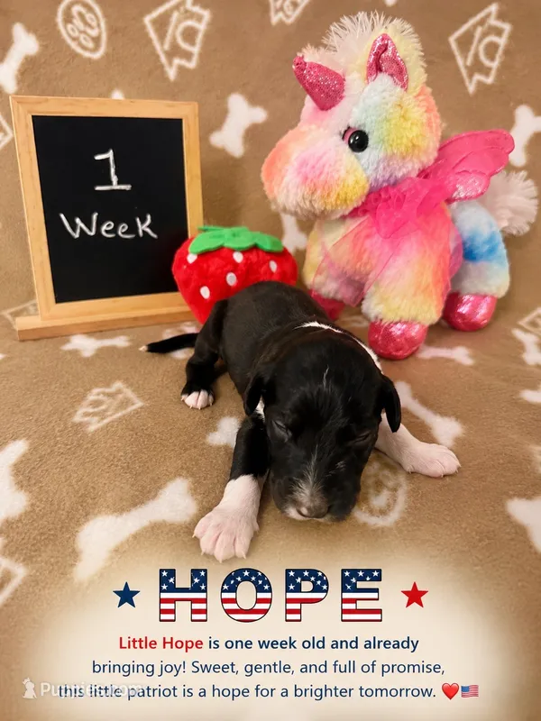 Hope  – Sheepadoodle puppy for sale in Glen Rose, TX