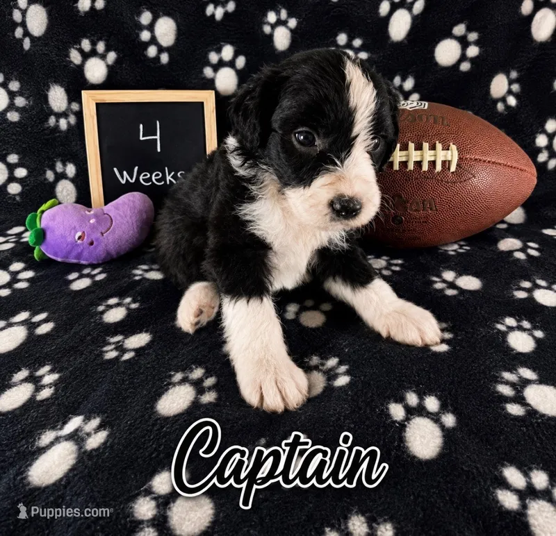 Captain – Sheepadoodle puppy for sale in Glen Rose, TX