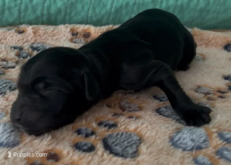 Faith – Sheepadoodle puppy for sale in Glen Rose, TX