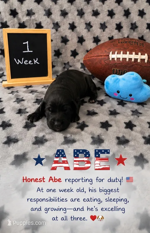 Abe – Sheepadoodle puppy for sale in Glen Rose, TX