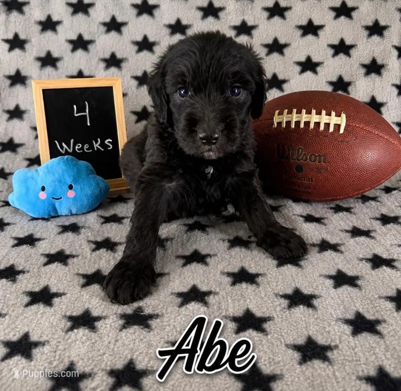 Abe – Sheepadoodle puppy for sale in Glen Rose, TX