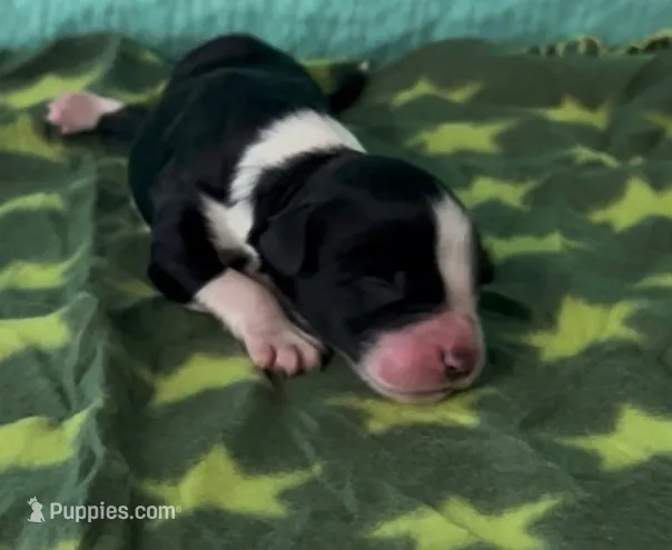 Captain – Sheepadoodle puppy for sale in Glen Rose, TX