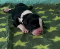 Captain, a male Sheepadoodle for sale in Glen Rose, TX – 1 of 1