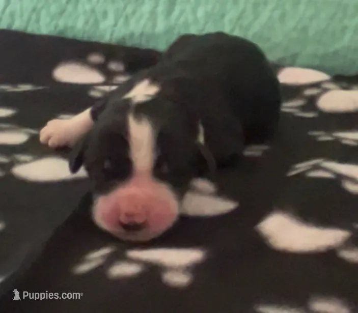 George – Sheepadoodle puppy for sale in Glen Rose, TX