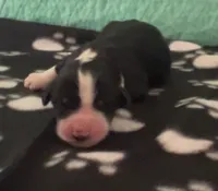 George, a male Sheepadoodle for sale in Glen Rose, TX – 1 of 1