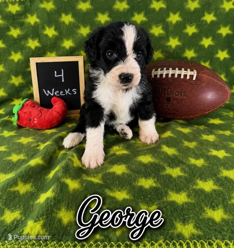 George – Sheepadoodle puppy for sale in Glen Rose, TX