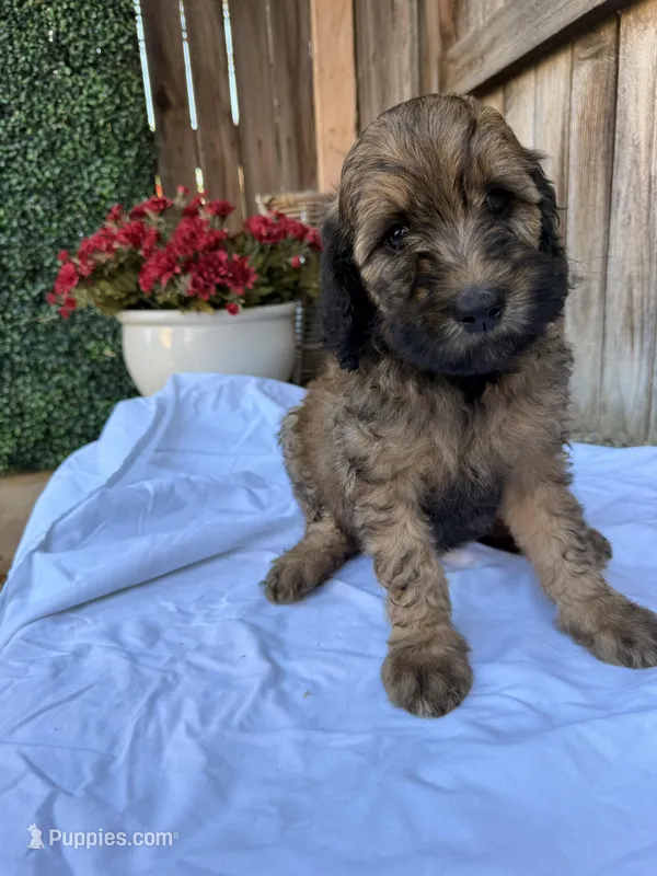Green – Goldendoodle puppy for sale in Visalia, CA