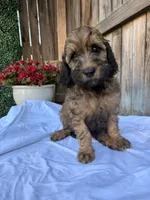 Green, a male Goldendoodle for sale in Visalia, CA – Photo 2 of 4