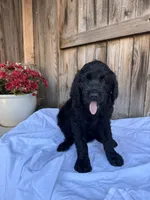 Blue, a male Goldendoodle for sale in Visalia, CA – Photo 1 of 5