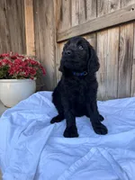 Blue, a male Goldendoodle for sale in Visalia, CA – Photo 3 of 5