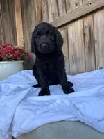 Blue, a male Goldendoodle for sale in Visalia, CA – Photo 2 of 5