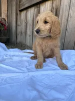 Light green , a female Goldendoodle for sale in Visalia, CA – Photo 2 of 4