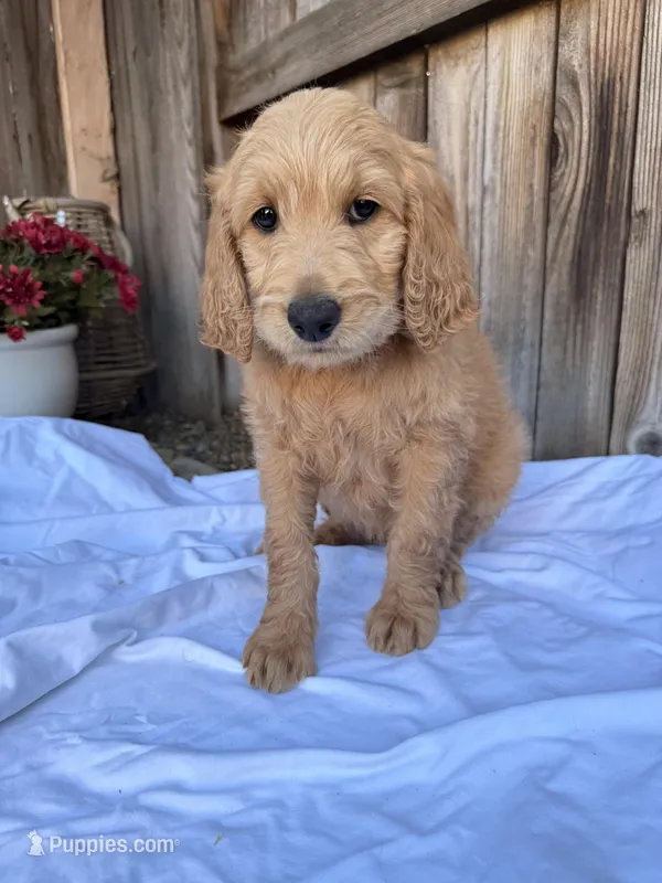 Light green  – Goldendoodle puppy for sale in Visalia, CA