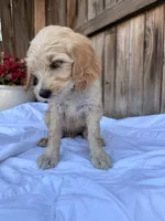 Baby blue , a female Goldendoodle for sale in Visalia, CA – Photo 2 of 5