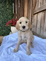 Baby blue , a female Goldendoodle for sale in Visalia, CA – Photo 3 of 5