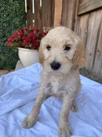 Baby blue , a female Goldendoodle for sale in Visalia, CA – Photo 1 of 5