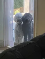 Red, a female Goldendoodle for sale in Visalia, CA – Photo 4 of 5