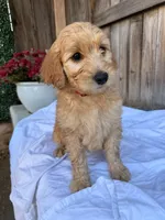 Red, a female Goldendoodle for sale in Visalia, CA – Photo 3 of 5