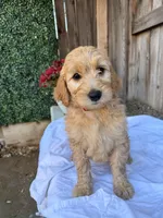 Red, a female Goldendoodle for sale in Visalia, CA – Photo 2 of 5
