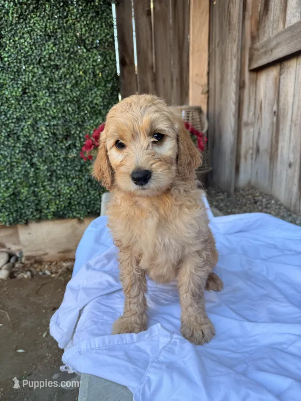 Red – Goldendoodle puppy for sale in Visalia, CA